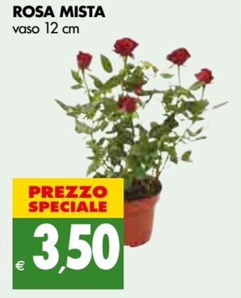 Tigros Rosa Mista vaso 12 cm offerta