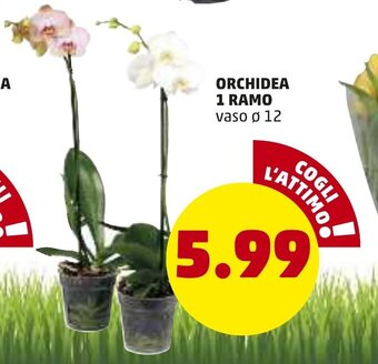 Orchidea 1 Ramo