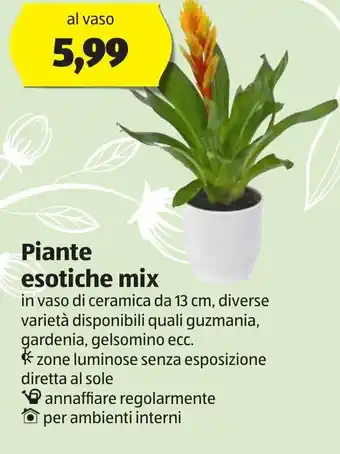 ALDI Piante esotiche mix offerta