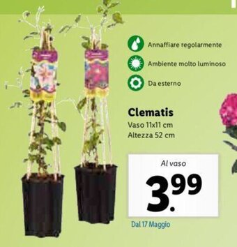 Clematis