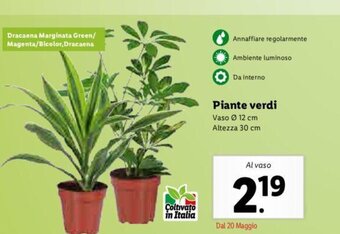 Lidl Piante verdi offerta
