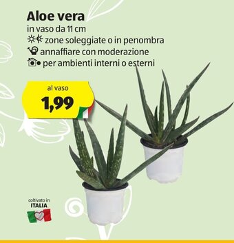 ALDI Aloe Vera offerta