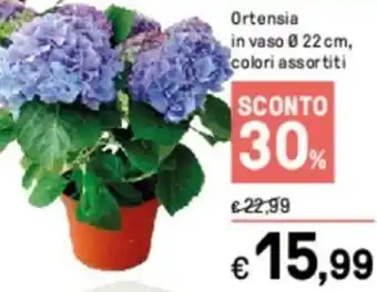 Iper La Grande Ortensia in vaso 22cm, colori assortiti offerta