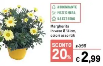Iper La Grande Margherita in vaso 14 cm offerta