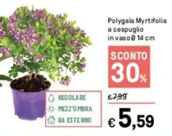 Iper La Grande Polygala Myrtifolia a cespuglio in vaso Ø 14 cm offerta