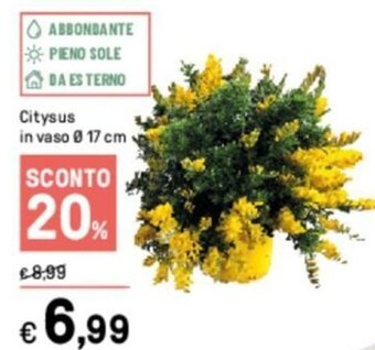 Citysus in vaso Ø 17 cm