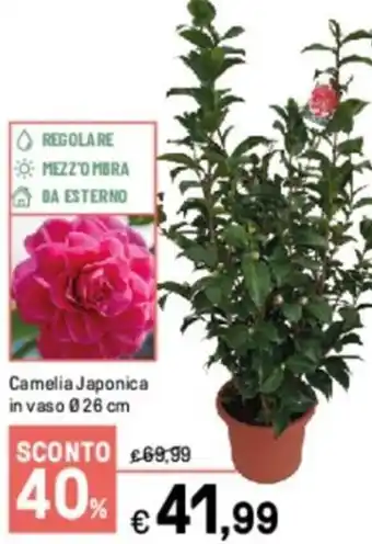 Iper La Grande Camelia Japonica in vaso Ø 26 cm offerta