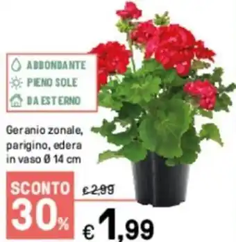 Iper La Grande Geranio zonale, parigino, edera in vaso Ø 14 cm offerta
