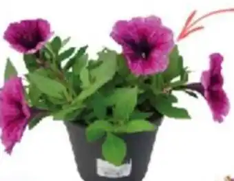 Iper La Grande Petunia compatta in vaso Ø 14 cm, colori assortiti offerta