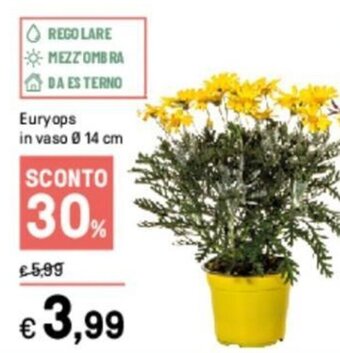 Iper La Grande Euryops in vaso Ø 14 cm offerta