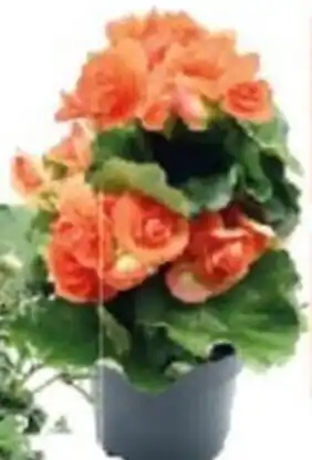 Iper La Grande Begonia Elatior in vaso Ø 14 cm, colori assortitit offerta