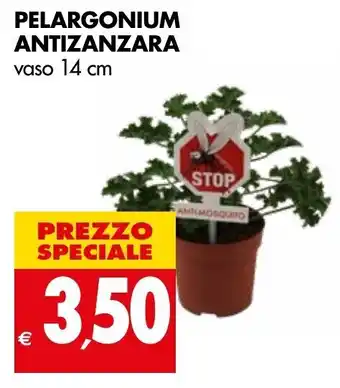 Tigros Pelargonium Antizanzara vaso 14cm offerta