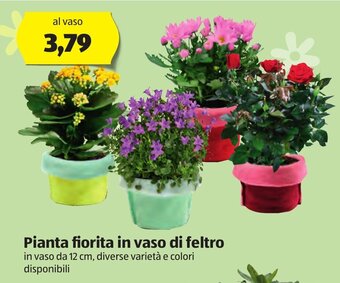 ALDI Pianta fiorita in vaso di feltro offerta