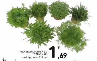 Spazio Conad Piante Aromatiche o Officinali offerta