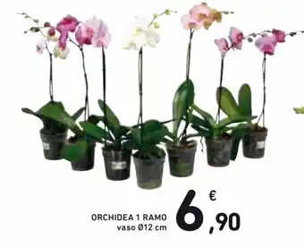 Spazio Conad Orchidea 1 Ramo vaso Ø12 cm offerta