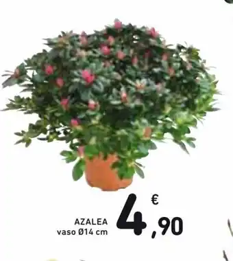 Spazio Conad Azalea vaso Ø14 cm offerta