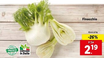 Lidl Finocchio offerta