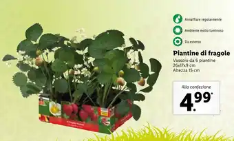 Lidl Piantine di fragole offerta