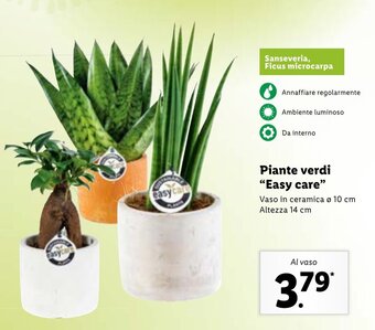 Lidl Piante verdi "Easy care" offerta