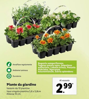 Lidl Piante da giardino offerta