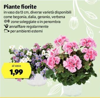 ALDI Piante Fiorite offerta