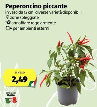 ALDI Peperoncino Piccante offerta