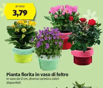 ALDI Pianta fiorita in vaso di feltro offerta