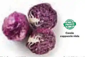Lidl Cavolo cappuccio viola offerta
