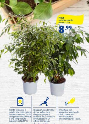 In'S Mercato Ficus offerta
