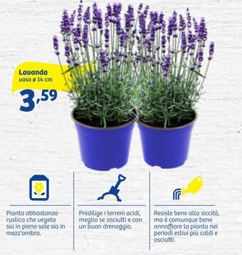 In'S Mercato Lavanda offerta
