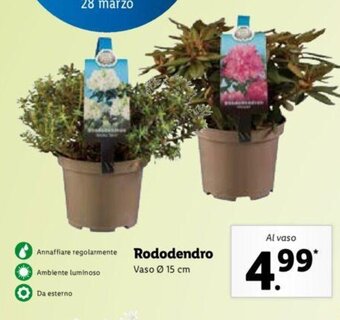 Lidl Rododendro Vaso Ø 15 cm offerta