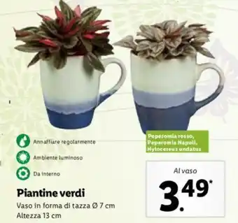 Lidl Piantine verdi Vaso in forma di tazza Ø 7 cm Altezza 13 cm offerta