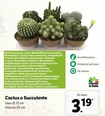 Lidl Cactus o Succulente Vaso Ø 12 cm Altezza 20 cm offerta