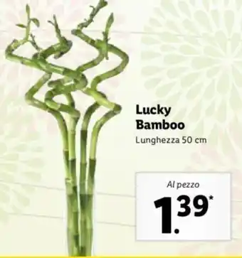 Lidl Lucky Bamboo Lunghezza 50 cm offerta
