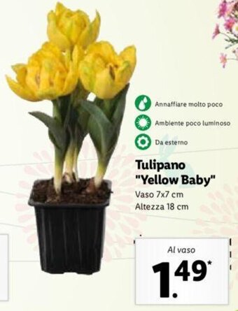 Lidl Tulipano "Yellow Baby" offerta