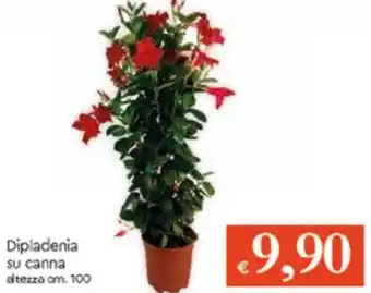 Dipladenia Su Canna 100cm
