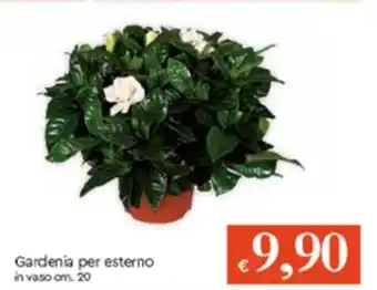 Gardenia Per Esterno 20cm