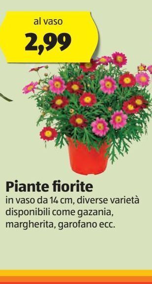 ALDI Piante fiorite offerta