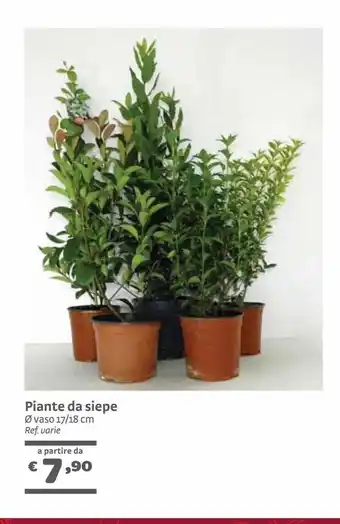 Bricocenter Piante da siepe vaso17/18cm offerta