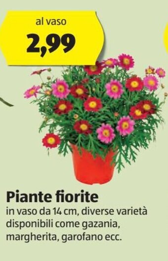 ALDI Piante fiorite offerta