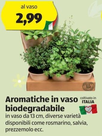 ALDI Aromatiche in vaso biodegradabile offerta
