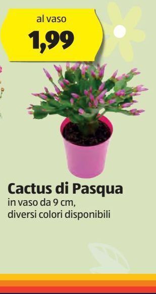 ALDI Cactus di pasqua offerta
