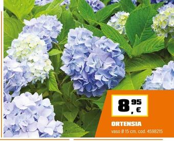 Ortensia