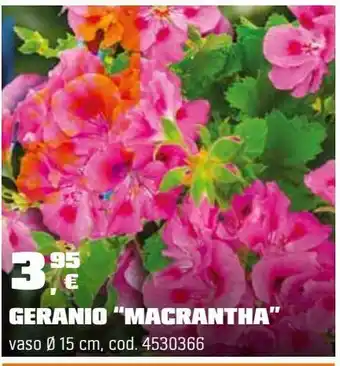 Gerani