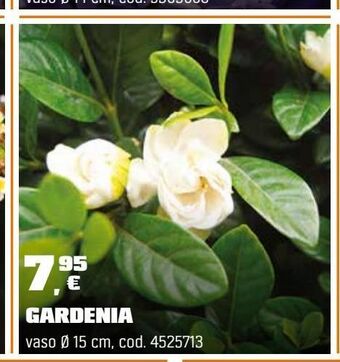 Gardenia