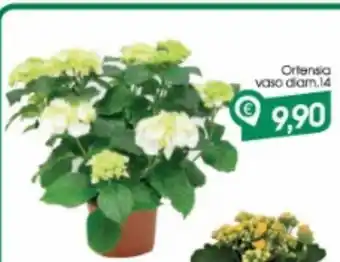 Ortensia