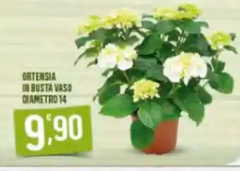 Ortensia in busta