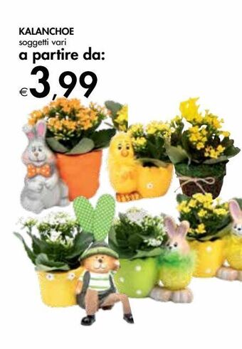 Bennet Kalanchoe offerta