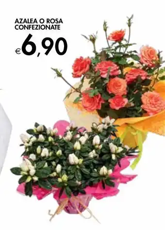 Bennet Azalea o rose confezionate offerta