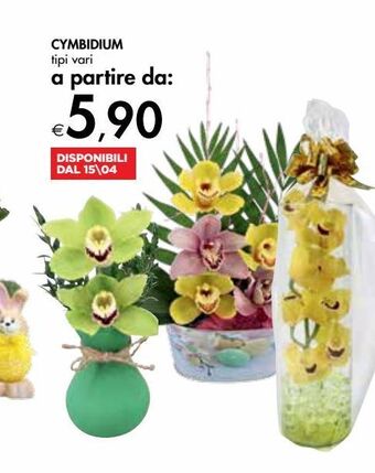 Bennet Cymbidium offerta